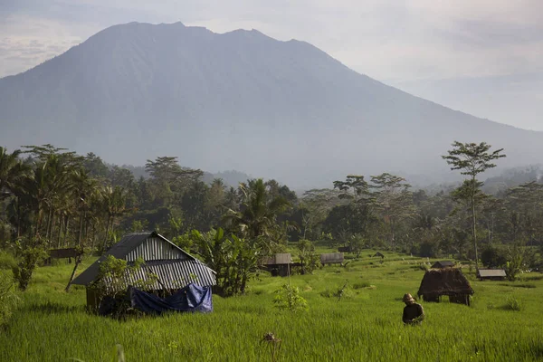 Dağlarda pirinç tarlası