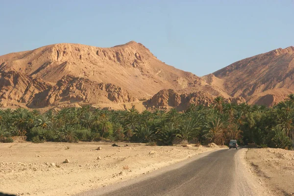 사막에 야자나무들의 — 스톡 사진