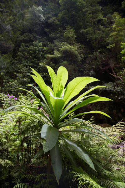 Hermoso Plano Botánico Fondo Pantalla Natural —  Fotos de Stock