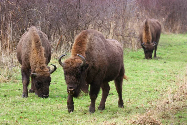 View Peaceful Bisons Grazing Field — Stock Photo, Image