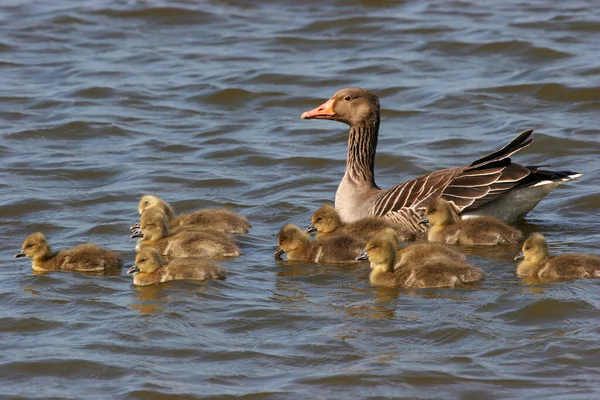 Patos Lago — Fotografia de Stock