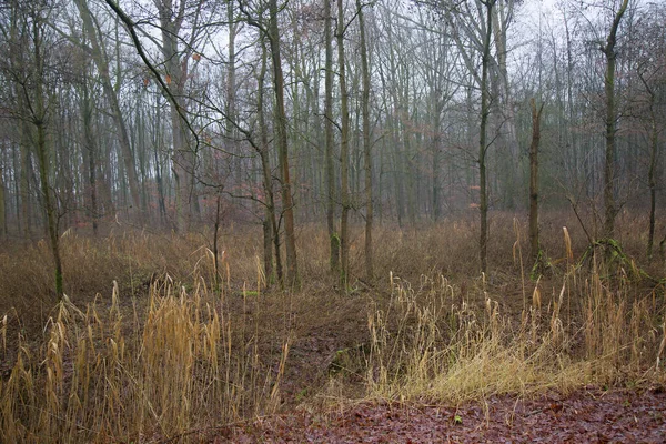 Ağaçlar ve yapraklarla dolu güzel bir sonbahar ormanı
