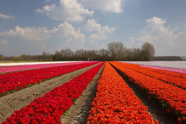 Schön Blühende Tulpen Auf Dem Feld — Stockfoto