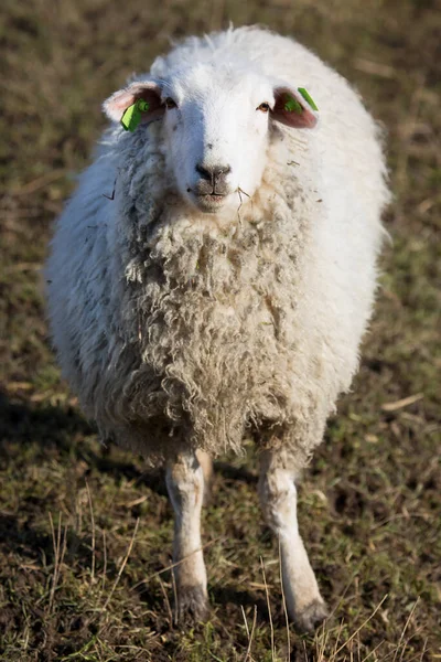 Çiftlikteki bir tarlada koyun