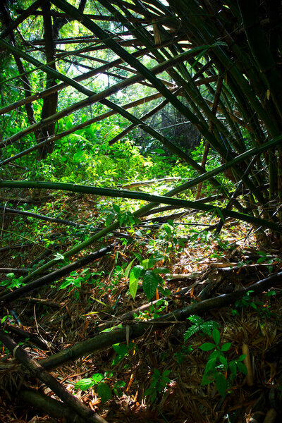 dense tropical cloud forest with an impenetrable tangle of plants called costal Atlantic rain forest, Brazil