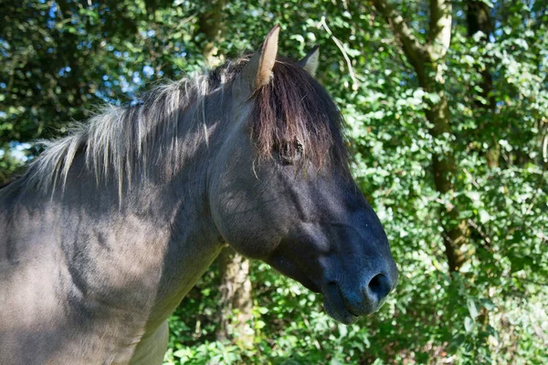 Portrait Beautiful Horse — Stock Photo, Image