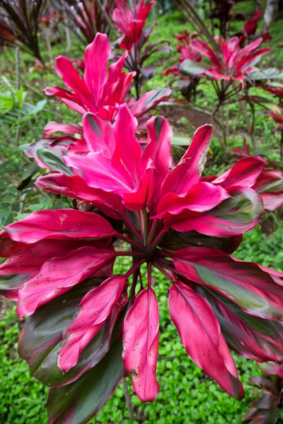 Fel Paars Gekleurde Tropische Jungle Huis Plant Cordyline Terminalis Geplant — Stockfoto