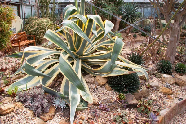 Serada yetişen sulu kaktüslere yakın çekim