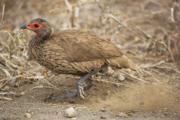 Kırmızı boyunlu francolin ya da kırmızı boyunlu kuş, Pternistis sonra, çim tarlasında yürüyor ve yabani çiçekler