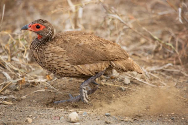Red Necked Francolin Red Necked Spurfowl Pternistis Afer Walking Grass — Stock Photo, Image