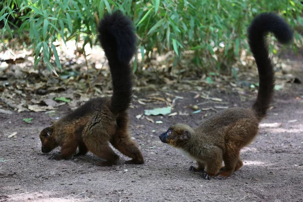 Grupo Monos Lindos Zoológico — Foto de Stock