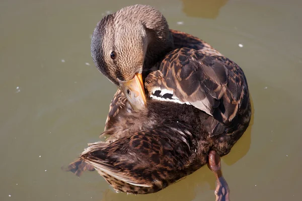 Canard Colvert Surface Eau Soleil — Photo