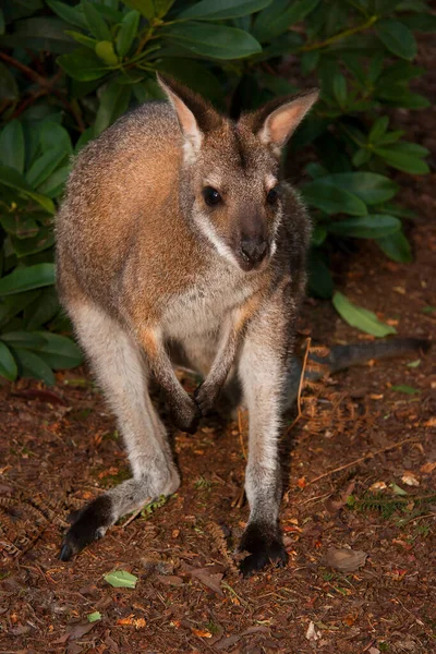 Close Shot Van Een Schattig Kangoeroe — Stockfoto