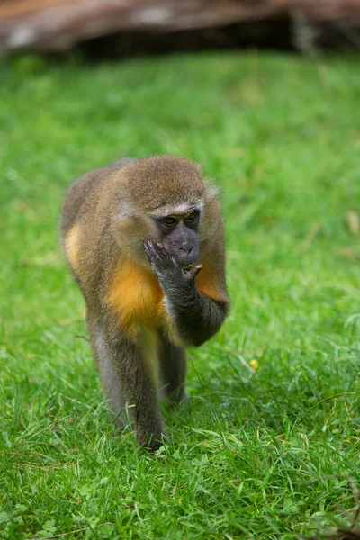 Genç maymun doğada