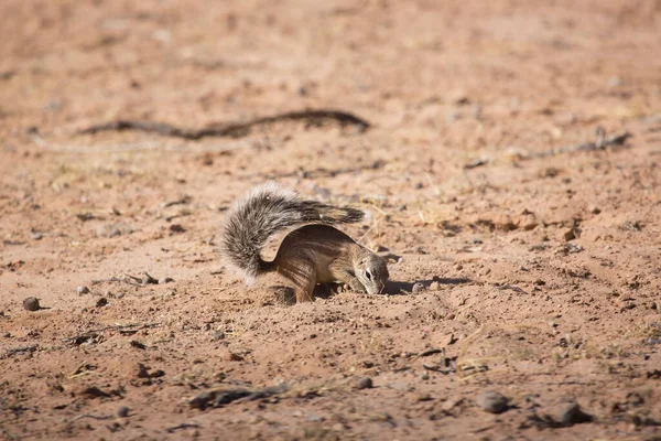 Cape toprak sincabı Xerus inauris kolonisi yemek yiyor ve tehlike için nöbet tutuyor.