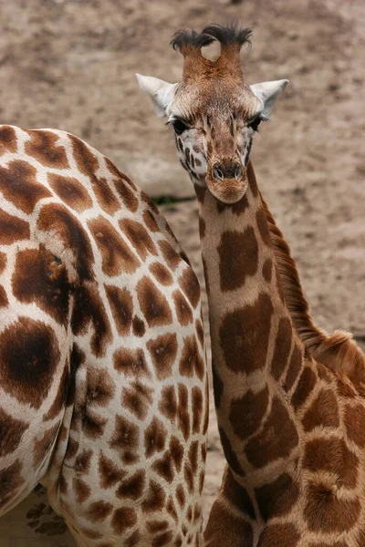 Più Carine Giraffe Uno Zoo — Foto Stock
