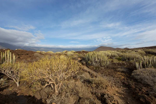 Volkan vadisi bitkileriyle volkanik manzara