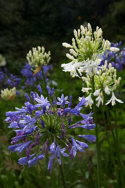 Szerokie Otwarte Pole Lilii Białej Niebieskiej Afrykańskiej Agapanthus Africanus — Zdjęcie stockowe