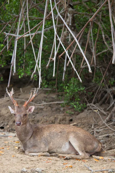 Beautiful Young Deer Natural Habitat Royalty Free Stock Photos