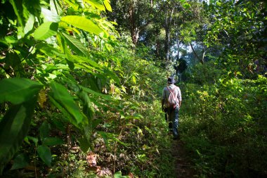 Yeşil ormandaki adam