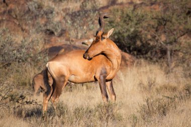 Yaygın tsessebe veya sassaby, Damaliscus lunatus, alt türler lunatus, kuru çayırlarda otlayan