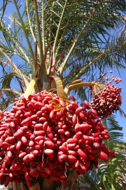 Güzel bir hurma ağacının yakın çekimi.