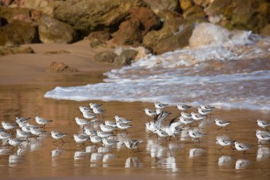 Portekiz sahilinde martılar