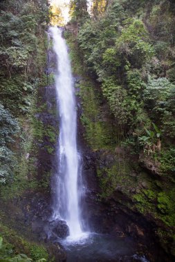 Ormanda güzel bir şelale