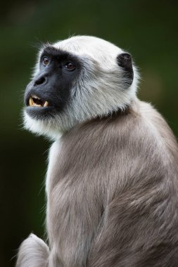 Şirin bir şempanzeye yaklaş.