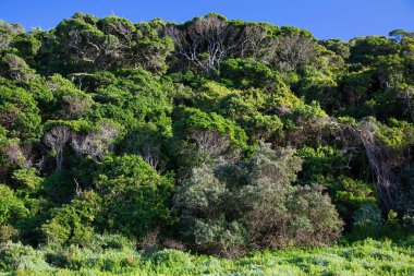 Ormanın güzel manzarası
