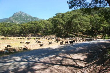 Dağların güzel manzarası