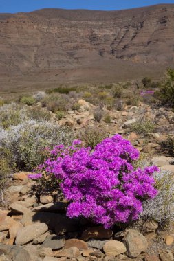 Arkasında dağlar olan güzel bir manzara.