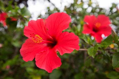 Bir Hibiscus ya da Çin gülünün yakın plan görüntüsü