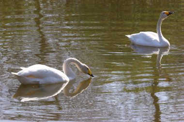 Gölde yüzen beyaz kuğu.