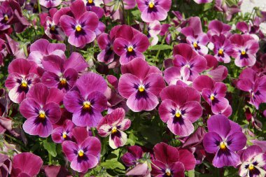 Güzel çiçekler, çiçek konsepti