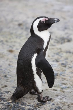 Şirin penguen manzarasını kapat  