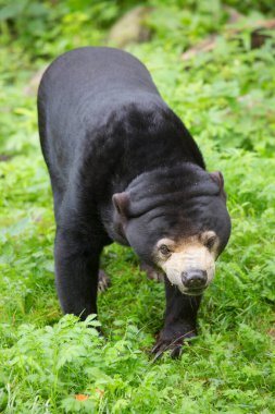 Güneş ayısı yemek, Helarctos Malayanus, açık ormandaki çimlerin üzerinde yürümek. 