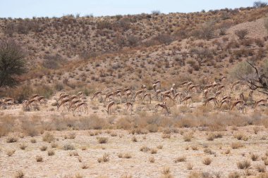 Springfield, Antidorcas Marsupialis, çölün kuru otlaklarında yürüyor ve otluyor.