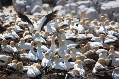 Sahildeki doğal yaşam alanındaki deniz kuşları sürüsü.