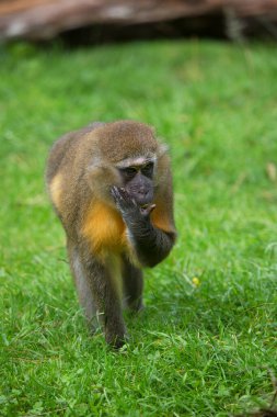 yürüyen altın göbekli mangabey, Cercocebus chrysogaster