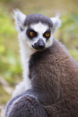 Halka kuyruklu lemur (Lemur catta)