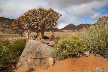 Titrek ağaçlar veya Kokerboom ormanı, Aloidendron ikilemi, Karoo bölgesinin tipik ıssız kayalık çöl manzarası ve Nothe Cape