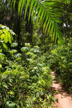 Güzel botanik çekimi, tropik yeşillik