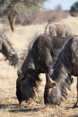 Siyah antilop ya da beyaz kuyruklu gnu, Connochaetes Gnou, açık ovalarda yürüyor.