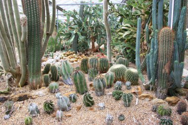 Serada yetişen sulu kaktüslere yakın çekim