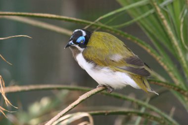 Doğadaki güzel kuşun manzarası