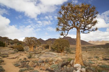 Titrek ağaçlar veya Kokerboom ormanı, Aloidendron ikilemi, Karoo bölgesinin tipik ıssız kayalık çöl manzarası ve Nothe Cape