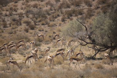 Springfield, Antidorcas Marsupialis, çölün kuru otlaklarında yürüyor ve otluyor.