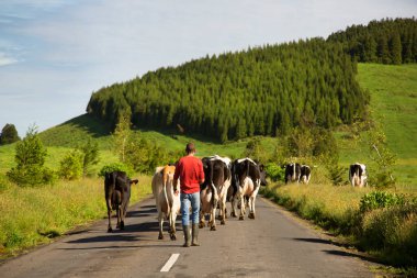 Dağ yolunda inekleri olan adam