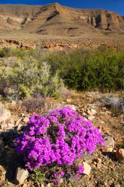Arkasında dağlar olan güzel bir manzara.